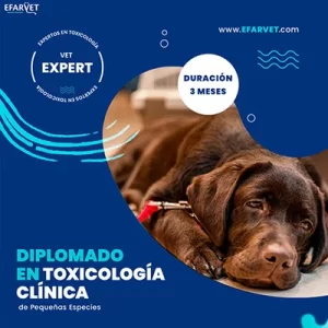 TOXI-WEB-HOME-2-50-Porciento